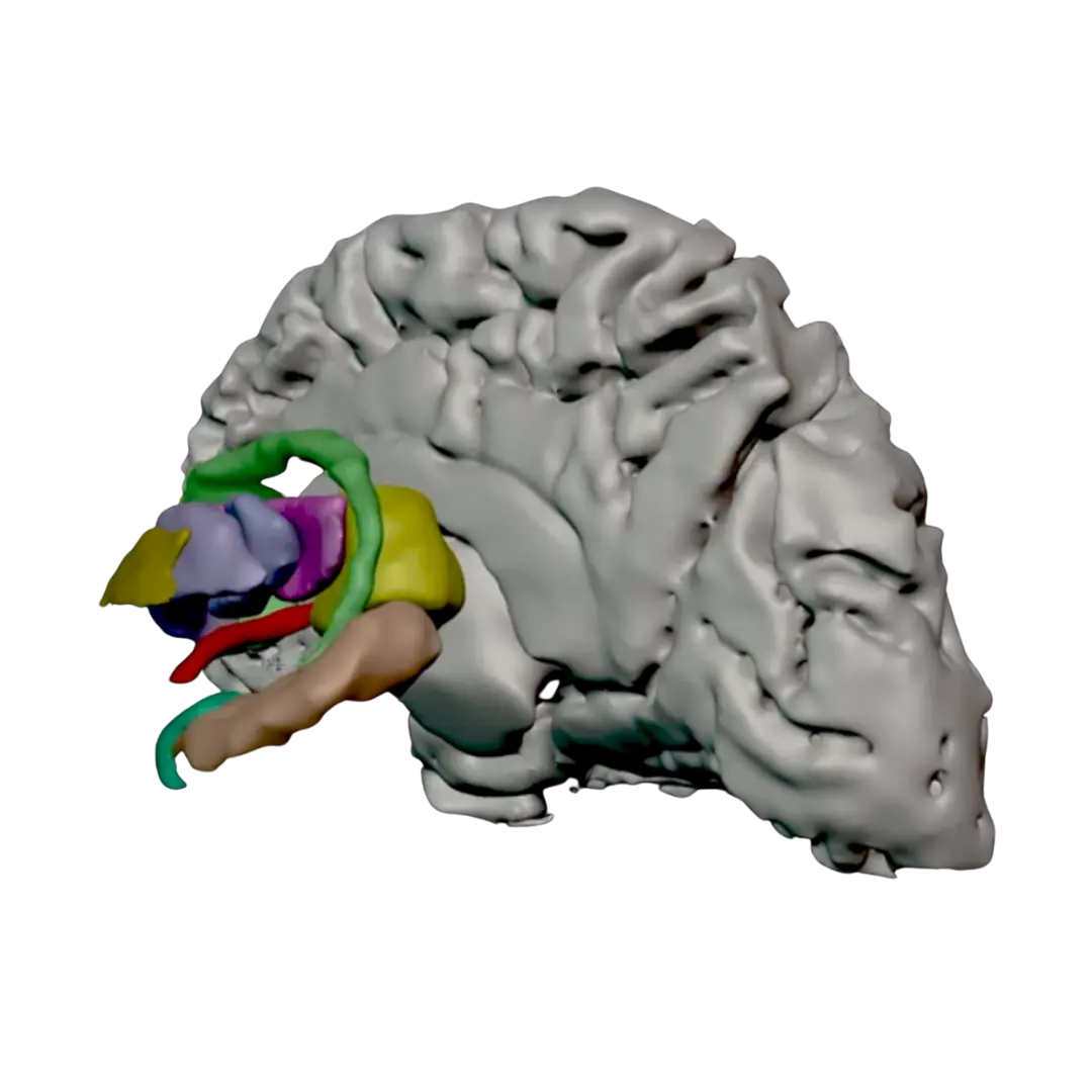 Núcleos da base em modelo tridimensional